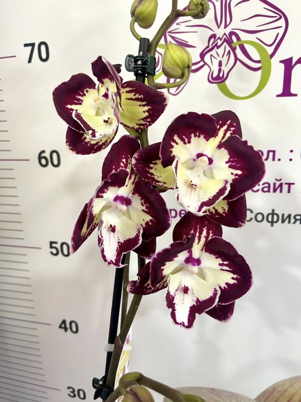 Ароматен Фаленопсис   1 цв  Драма #431