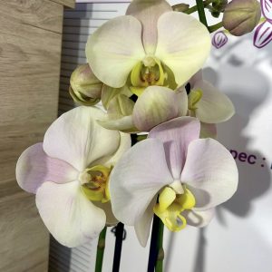 Фаленопсис   2 цв #429