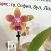 Мини Микс ф6 #513