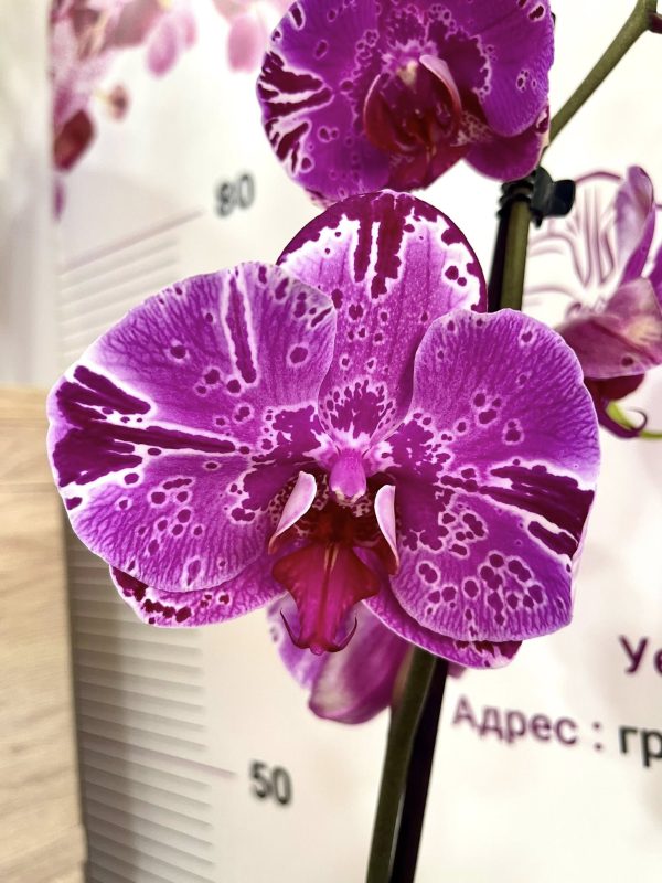 Фаленопсис 1 цв  #419