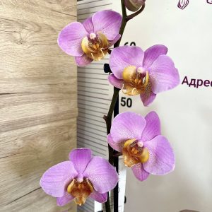 Фаленопсис 1 цв  #417