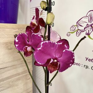 Фаленопсис 1 цв  #418