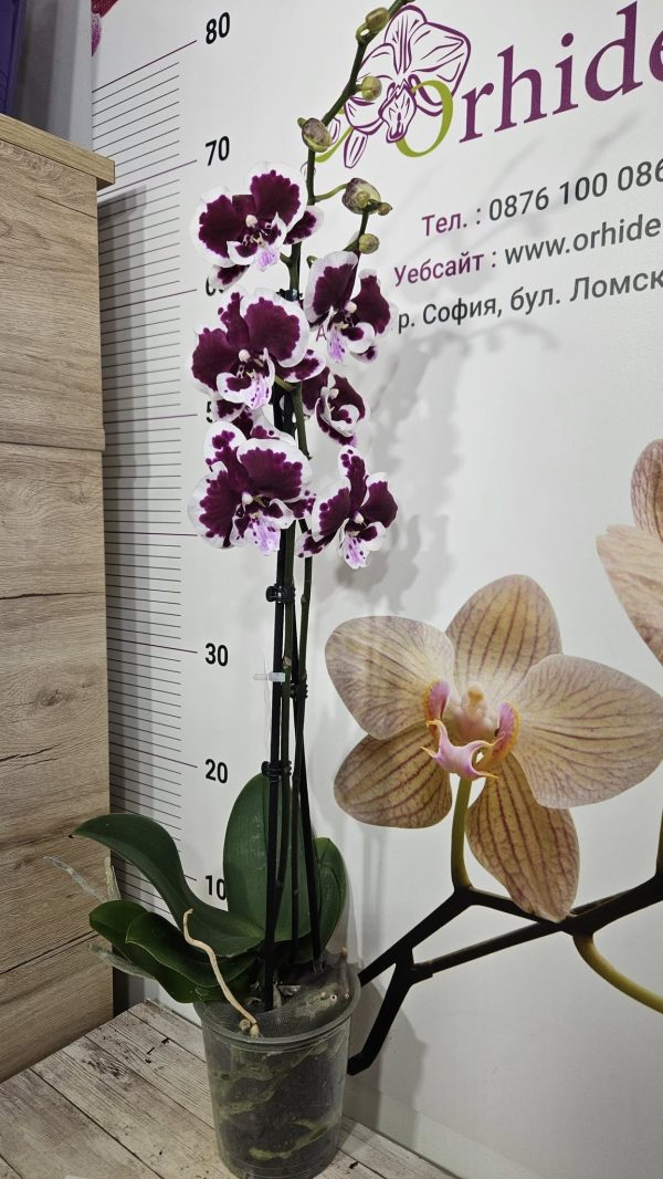 Фаленопсис  2 цв  #501 - Image 2