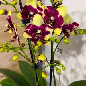 Фаленопсис 2цв.  Catania #4724