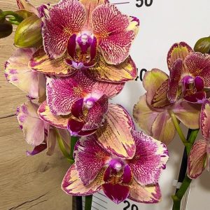 ФАЛЕНОПСИС 2 цветоноса Pirate Picotee Peloric #07
