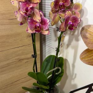 Alternative view of ФАЛЕНОПСИС 2 цветоноса Pirate Picotee Peloric #07