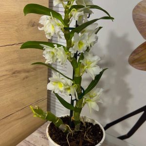 Alternative view of Арома Дендробиум #100
