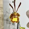 Psychopsis #14