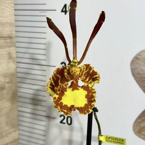 Psychopsis #14