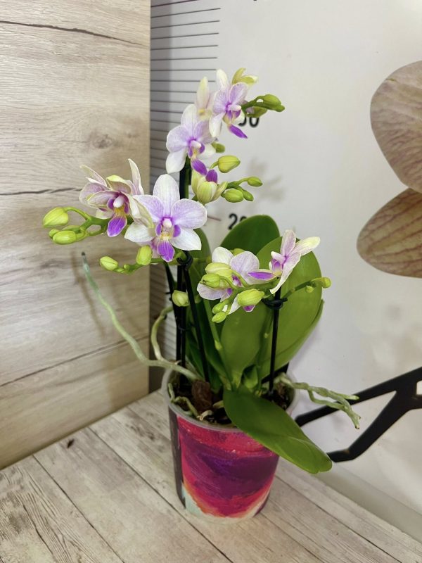 Фаленопсис 2цв. #139 - Image 2