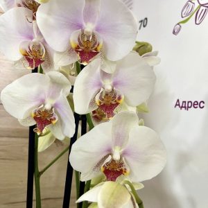 Фаленопсис 3 цветоноса #243 (Копие)