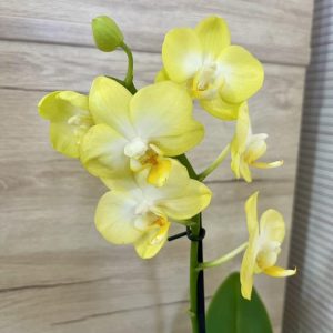 Фаленопсис 2цв. #156