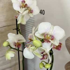 Фаленопсис 2цв. #151
