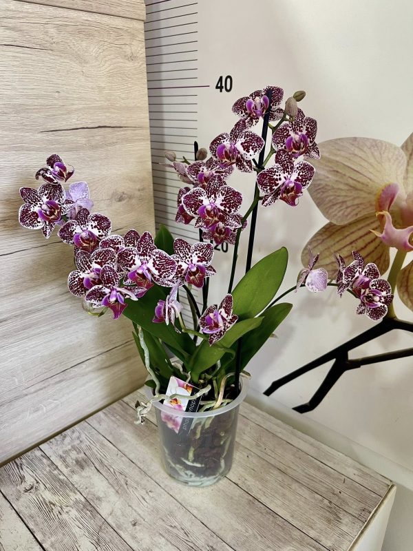 Фаленопсис 2цв. #153 - Image 2