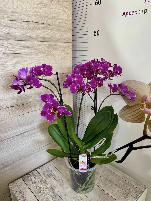 Фаленопсис 2цв. #155 - Image 2