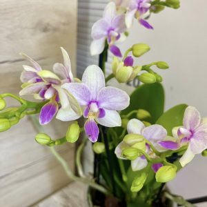 Фаленопсис 2цв. #139
