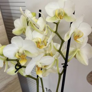 Фаленопсис 2цв. #150