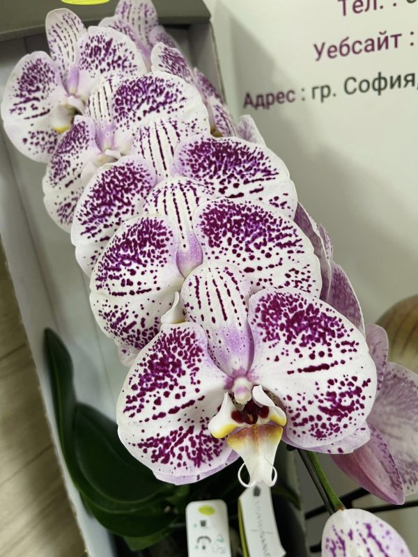 Голям Цвят!Каскаден Фаленопсис с кашпа #144 - Image 3