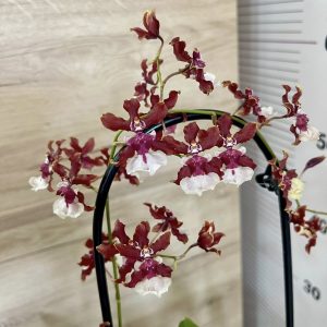 Ароматна Каскадна Камбрия #7009