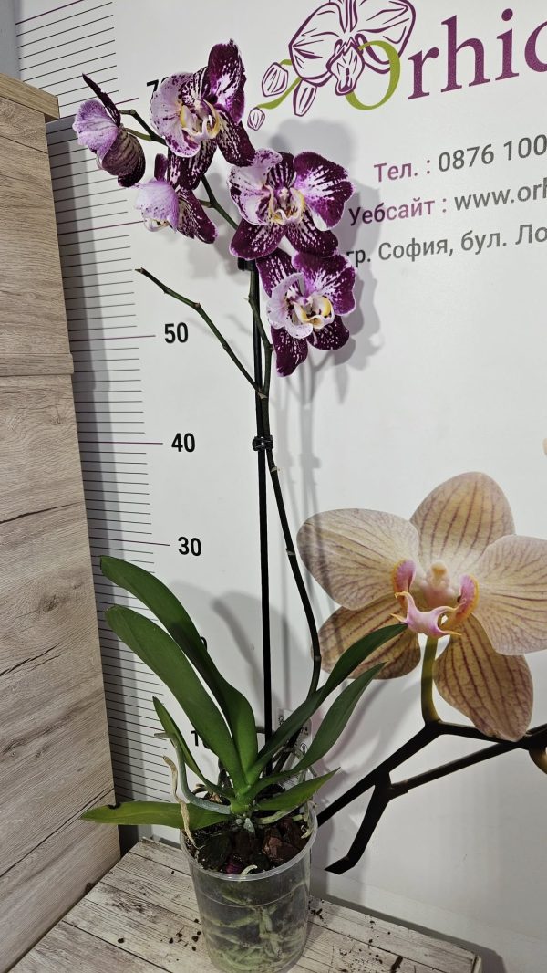 Фаленопсис Пелорик  #135 - Image 2