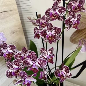 Фаленопсис 2цв. #153