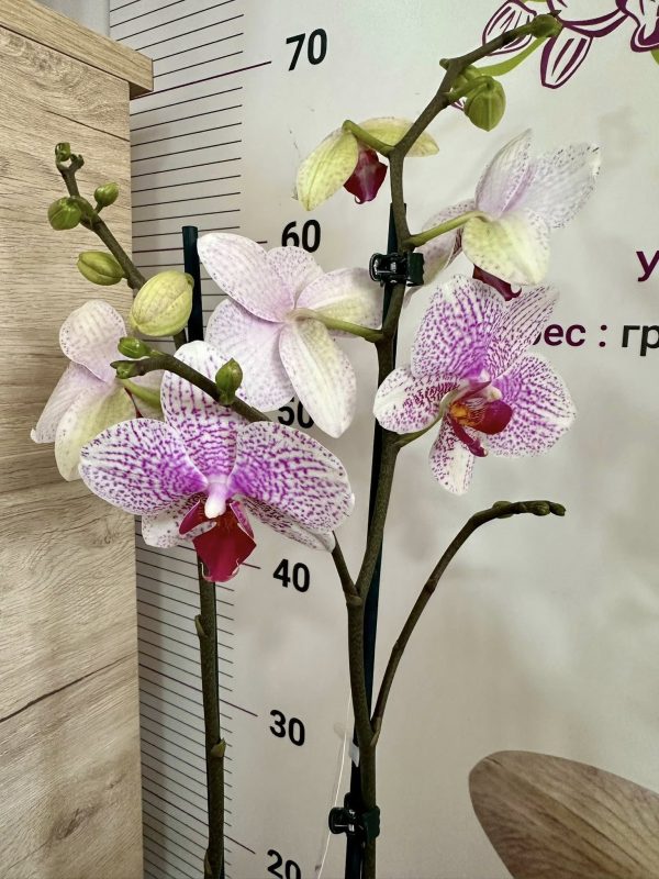 Фаленопсис 2цв. #151