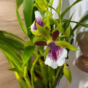 Alternative view of Арома Зигопеталум #92