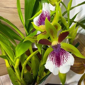 Арома Зигопеталум #92