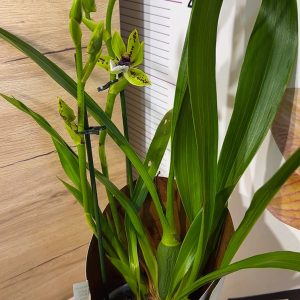 Alternative view of Арома Зигопеталум #90