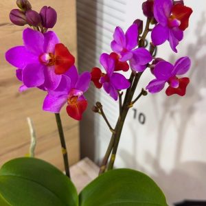 Alternative view of Ароматен  Фаленопсис Table Mistery 2-5 цв. #147