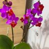 Ароматен  Фаленопсис Table Mistery 2-5 цв. #147