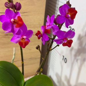 Ароматен Фаленопсис Table Mistery 2-5 цв. #147