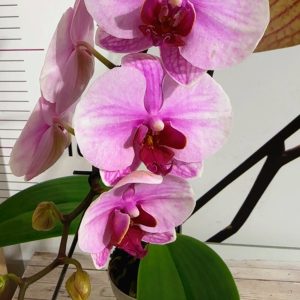 Alternative view of Мини Микс ф6 #522