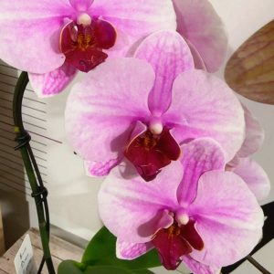 Мини Микс ф6 #522