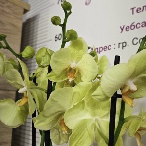 Фаленопсис 3цв.   #169