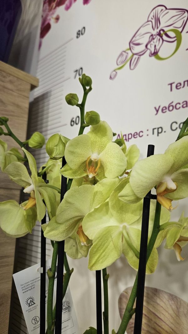 Фаленопсис 3цв.   #169