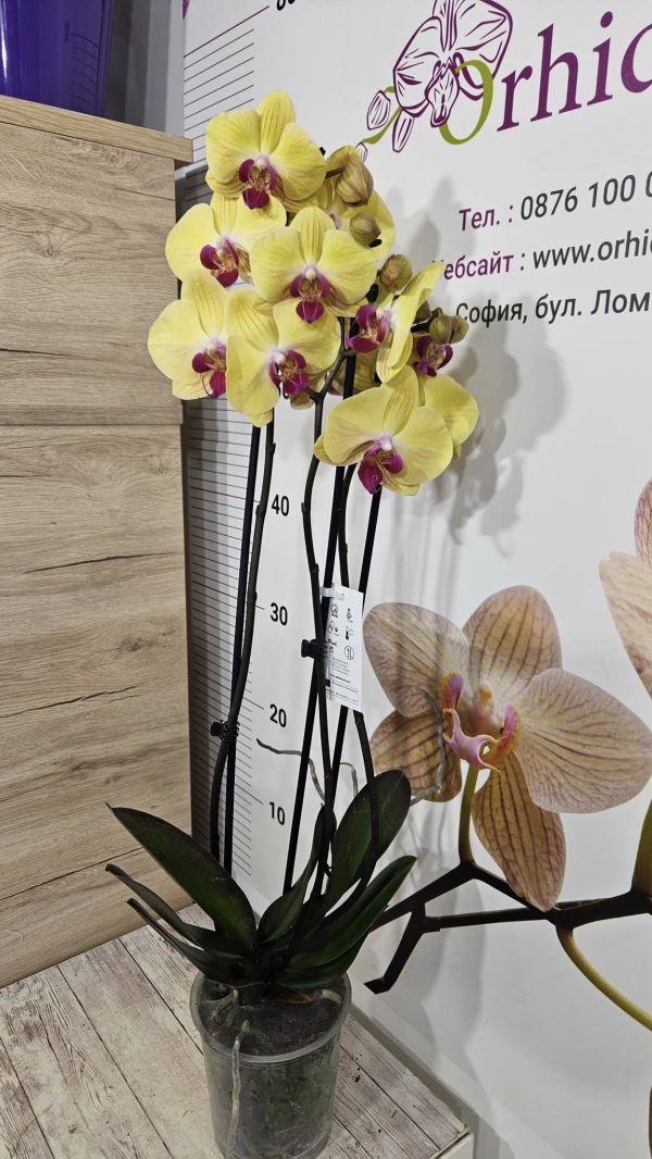Фаленопсис 2цв.   #172 - Image 2