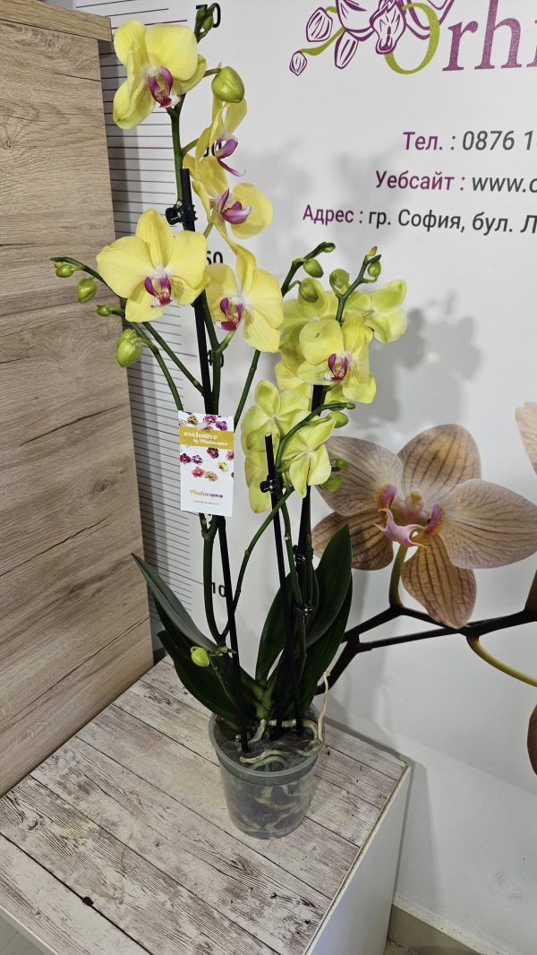 Фаленопсис 2цв.   #173 - Image 2