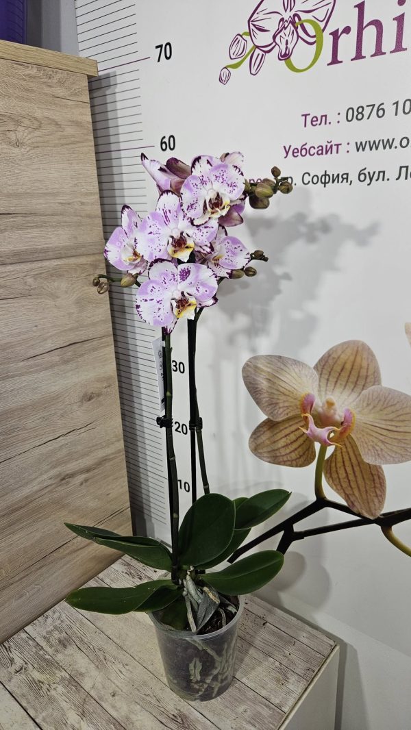 Фаленопсис 2цв.   #169 - Image 2