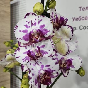 Фаленопсис 2цв.   #170