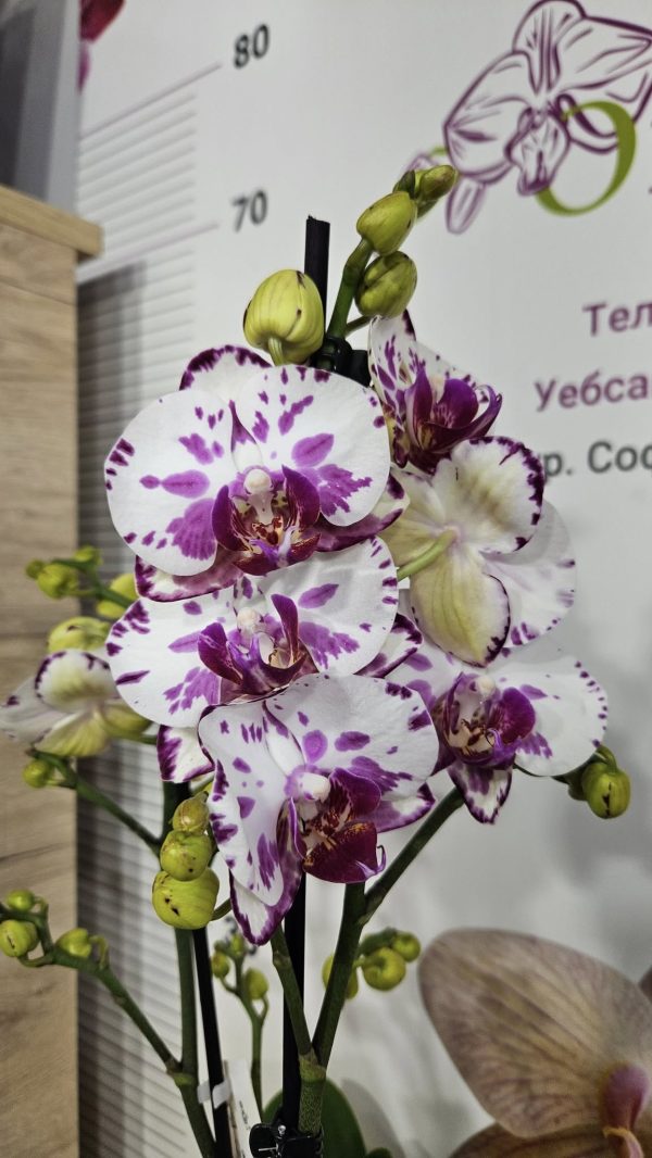 Фаленопсис 2цв.   #170