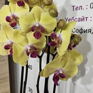 Фаленопсис 2цв.   #172