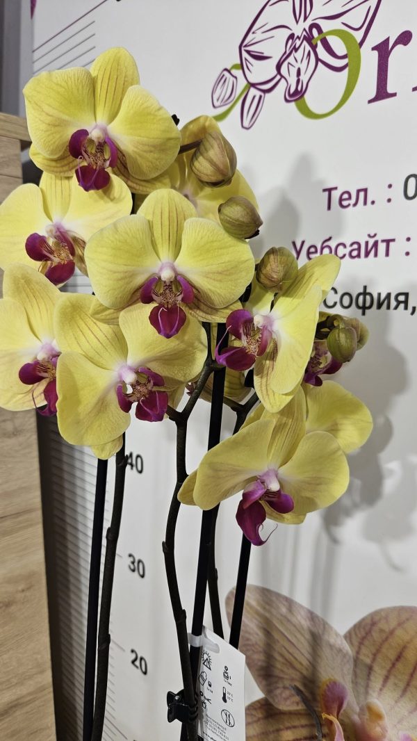 Фаленопсис 2цв.   #172