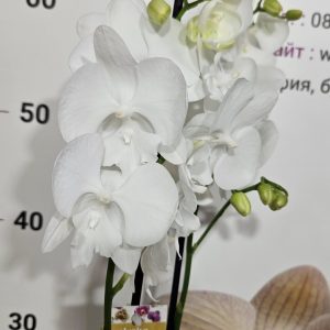 Фаленопсис 2цв.   #175