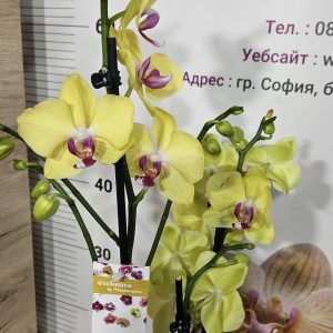Фаленопсис 2цв.   #173