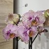 Фаленопсис 2цв.  #160