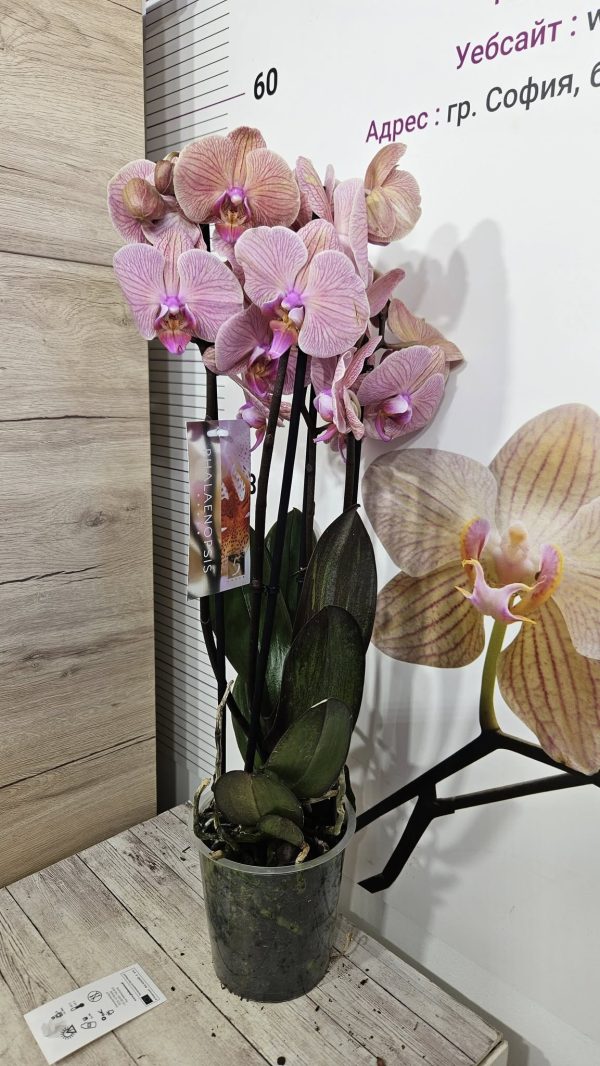 Фаленопсис 3цв.   #170 - Image 2