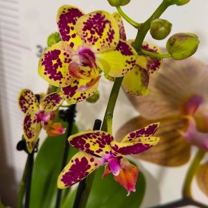 Alternative view of Фаленопсис 2цв. Strawbery Cake #159