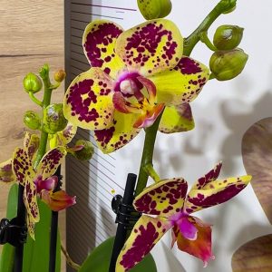 Фаленопсис 2цв. Strawbery Cake #159