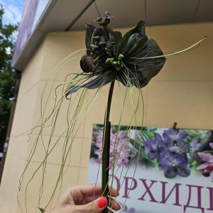 Tacca chantrieri / Черен прилеп без цвят / РЯДЪК ВИД #509